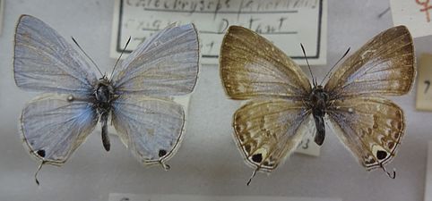 Museum specimen