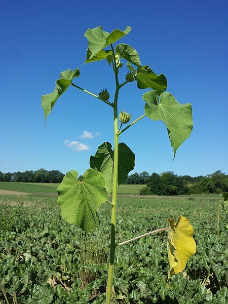 File:Abutilon theophrasti sl27.jpg