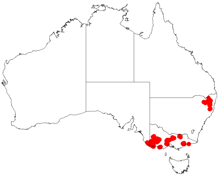 File:Acacia mitchelliiDistMap605.png