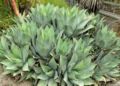 Agave flexispina