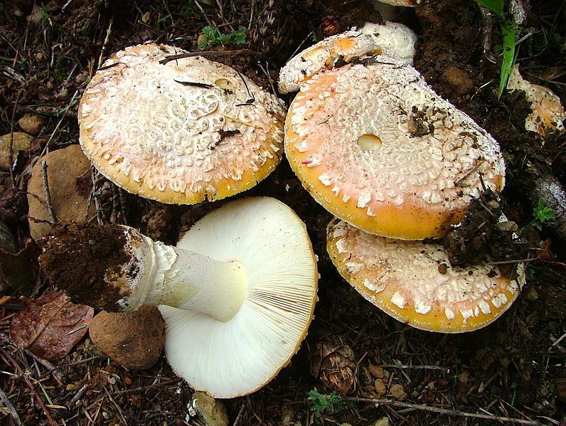 File:Amanita aprica BC.jpg