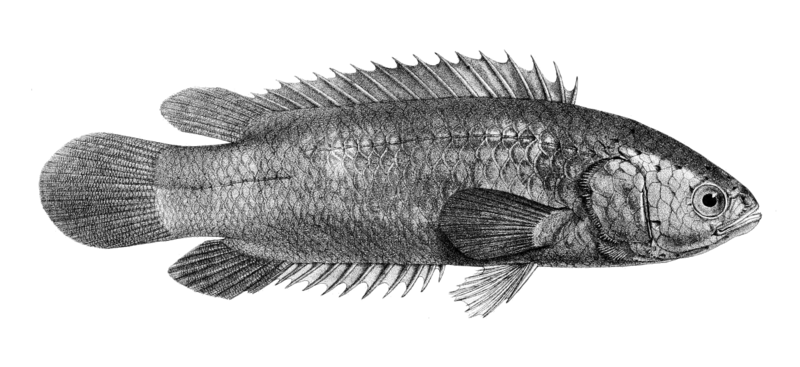 File:Anabas testudineus Day.png