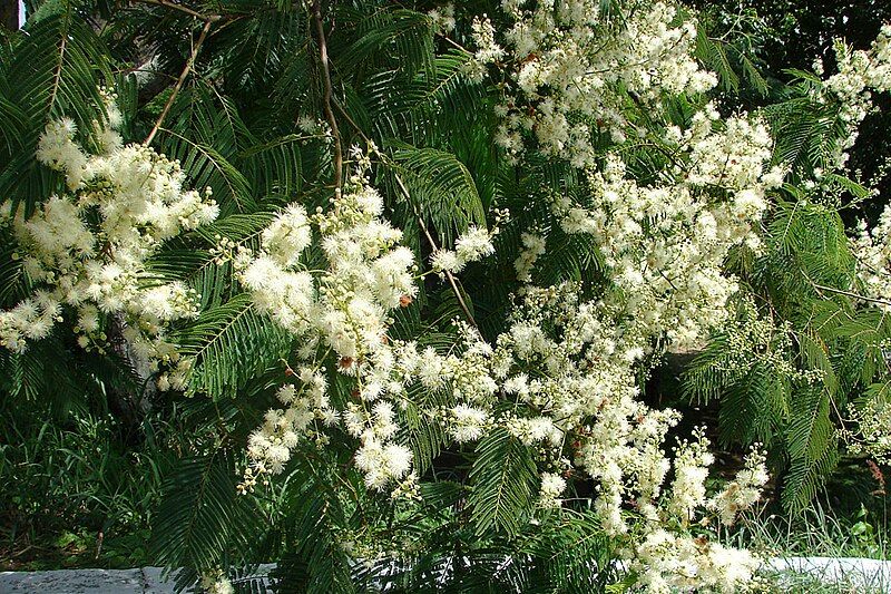 File:Anadenanthera colubrina flowers.JPG