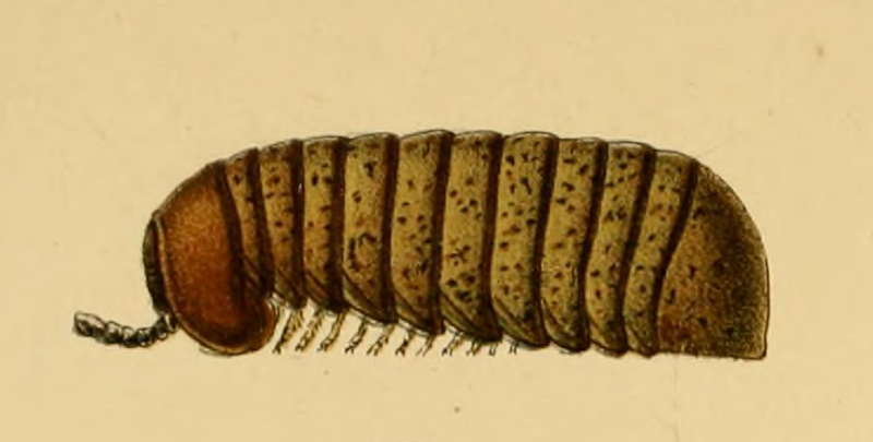 File:Arthrosphaera thurstoni.png