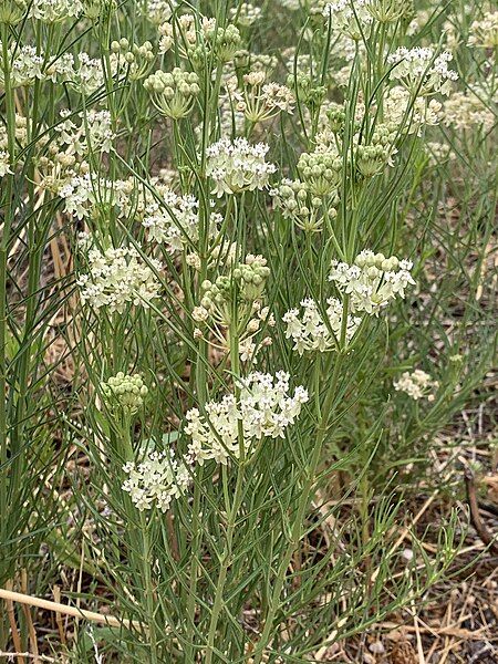 File:Asclepias subverticillata AZ.jpg