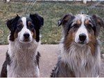 Two Australian Shepherds