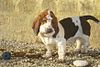 Basset hound puppy