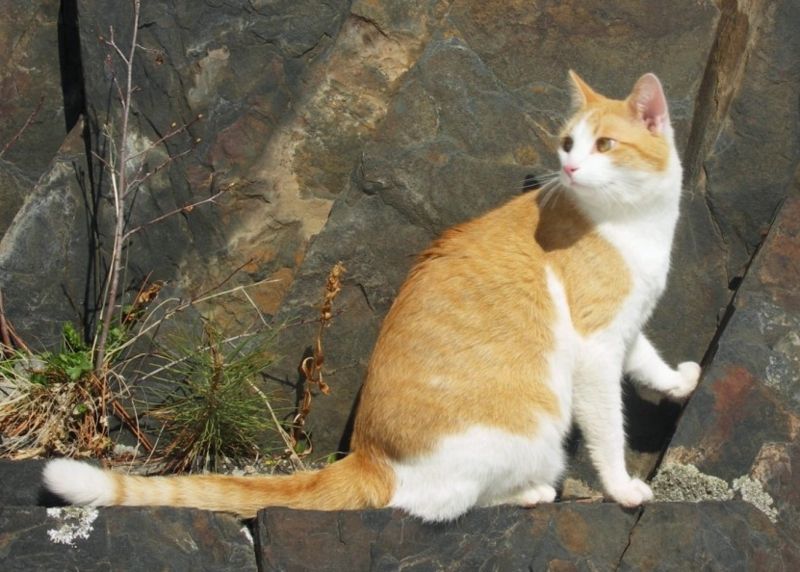 File:Black hills cat-tochichi.jpg