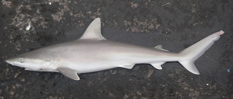 File:Blacknose shark nmfs.jpg