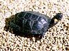 Bog turtle