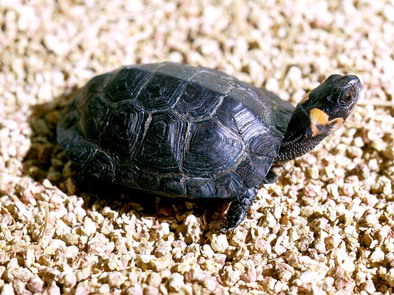 File:Bog turtle sunning.jpg