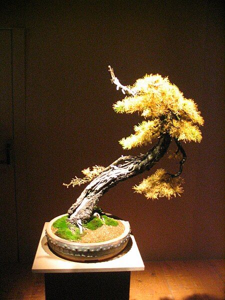 File:Bonsai IMG 6395.jpg