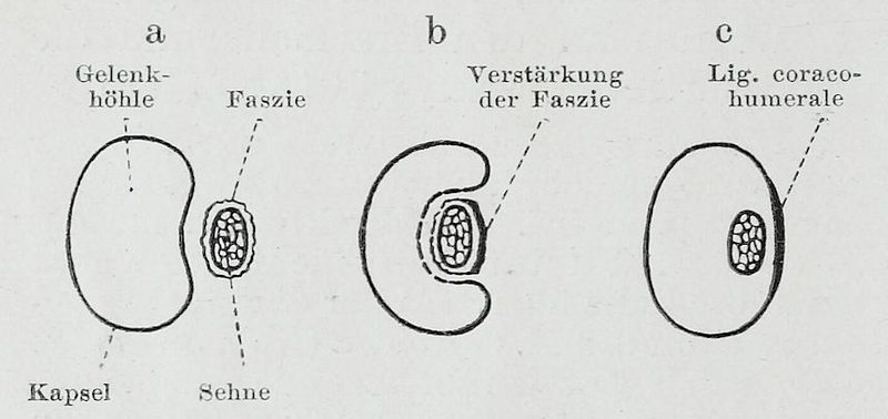 File:Braus 1921 168.png