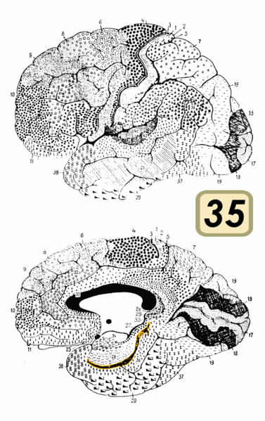 File:Brodmann Cytoarchitectonics 35.png