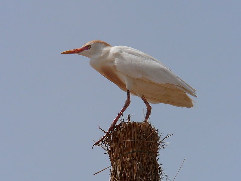 File:Bubulcus ibis 0011.jpg