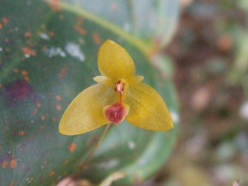 File:Bulbophyllum dryas 121102717.jpg