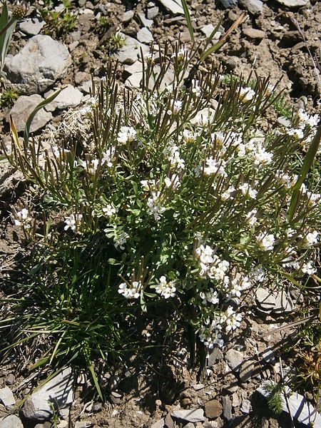 File:Cardamine resedifolia 002.JPG