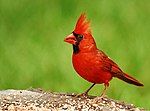 Cardinal