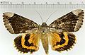 Catocala innubens betrothed underwing