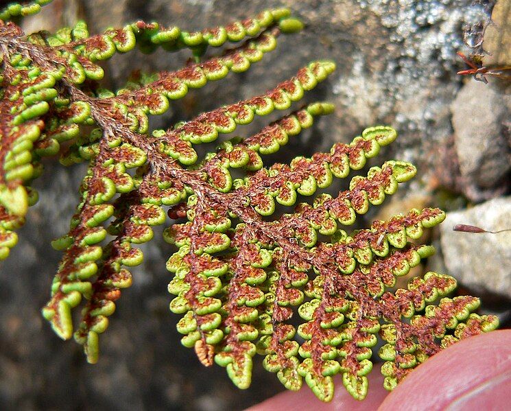 File:Cheilanthes clevelandii 4.jpg