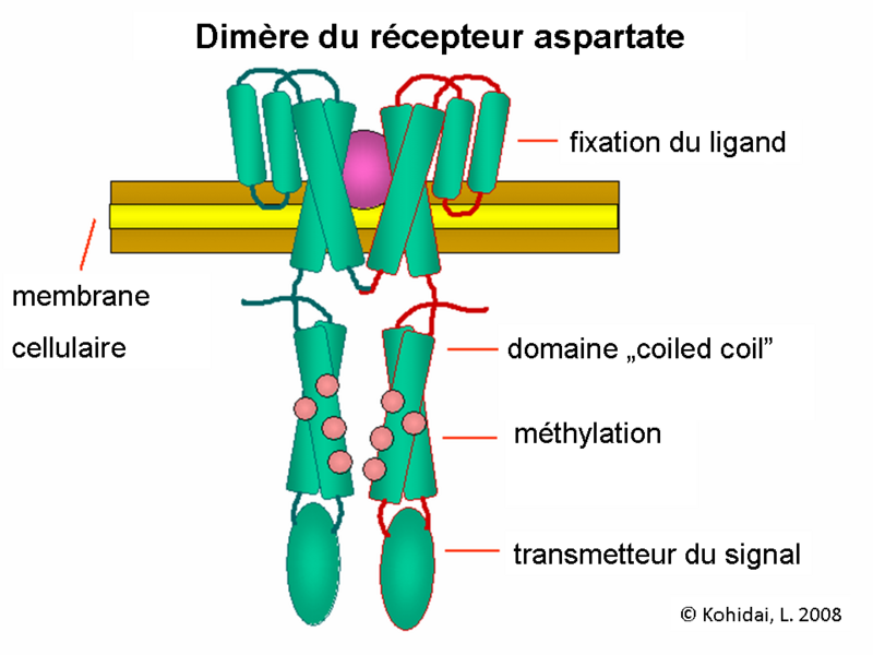 File:Chtx-wikifr-3.png