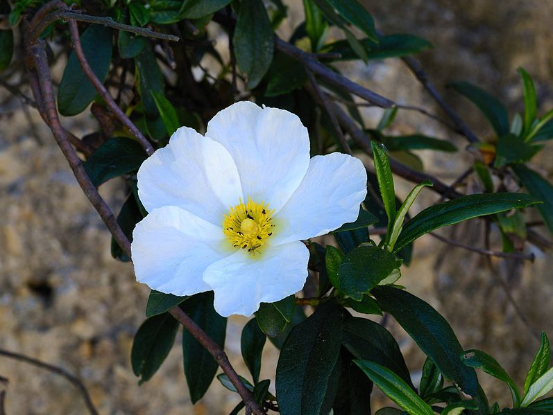 File:Cistus May 2014-7.jpg