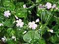 Claytonia sibirica