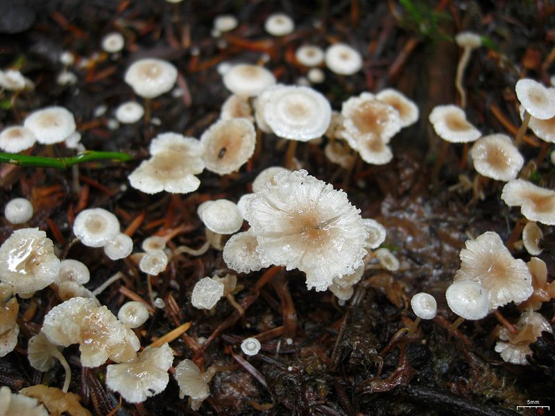 File:Collybia cirrhata 109110.jpg