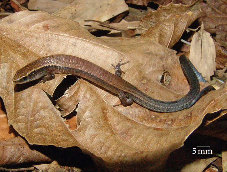 File:Colobodactylus taunayi.png