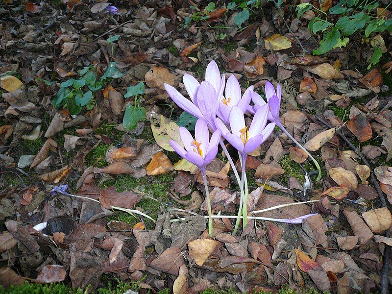 File:Crocus nudiflorus01.jpg