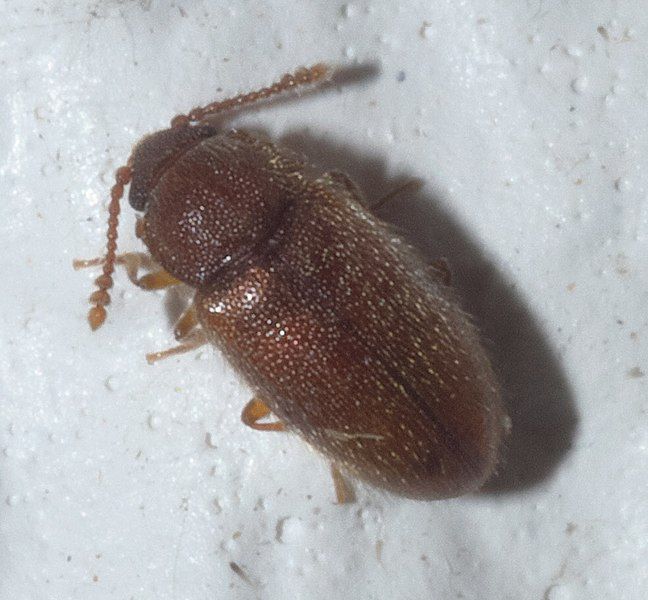 File:Cryptophagidae P1140143a.jpg