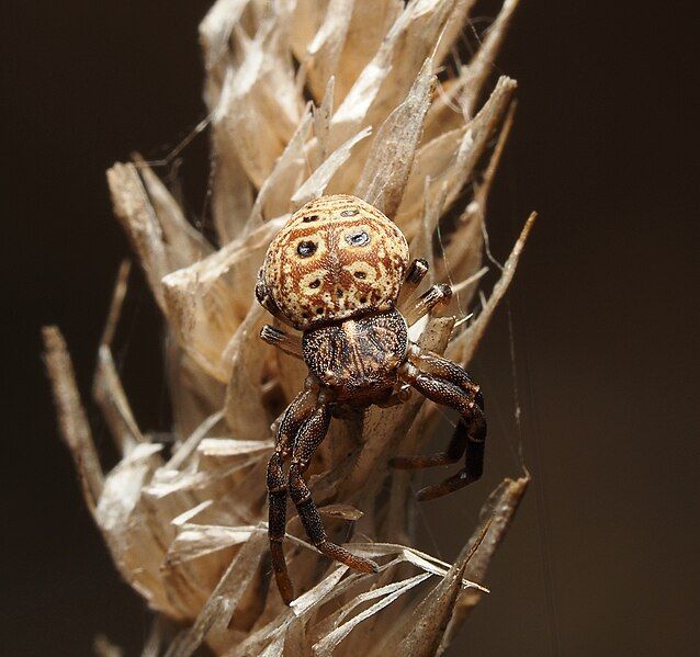 File:Cymbacha ocellata.jpg