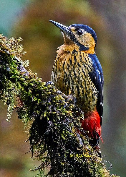 File:DarjeelingWoodpecker Singalila.jpg