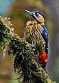 Darjeeling Woodpecker at Singalila National Park, West Bengal, India