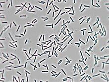 Picture of the bacteria