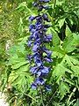 Delphinium elatum