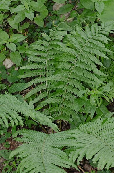 File:Dryopteris filix-mas (8338376879).jpg