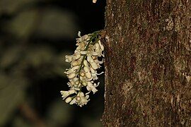 Inflorescence on the trunk