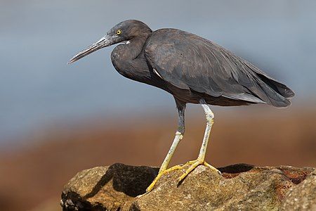 Pacific reef heron, by JJ Harrison