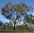 E. crebra in coastal Central Queensland.