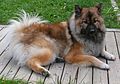 Eurasier