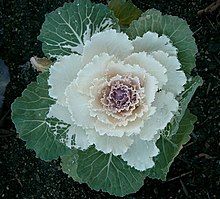 Flowering cabbage