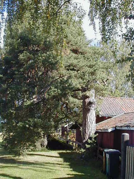 File:Galgefurua Ringerike-tb.jpg