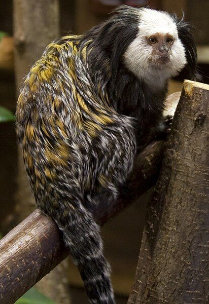 File:Geoffroy's Marmoset 1.jpg