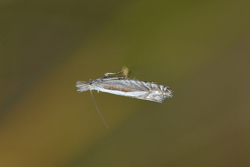 File:Glyphipterix oxymachaera 170186137.jpg