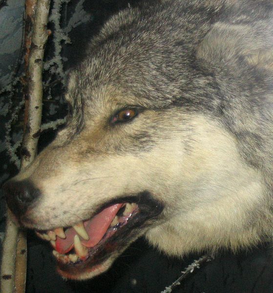 File:Grey Wolf 3.jpg