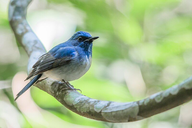 File:Hainan-blue-flycatcher.jpg