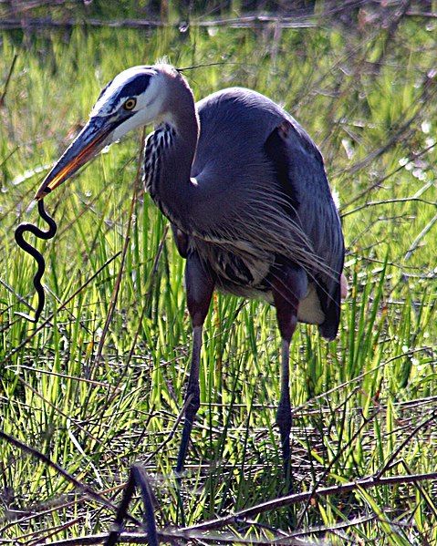 File:Heron with snake.JPG