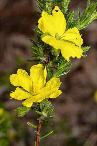 File:Hibbertia paeninsularis.jpg