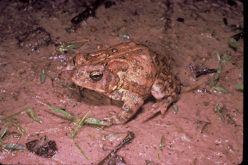 File:Houston toad.jpg